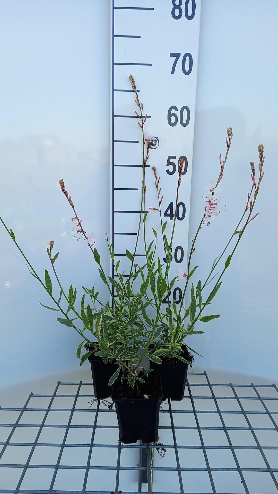 Gaura lindheimeri'Corrie's Gold'- pot 9x9 cm afbeelding
