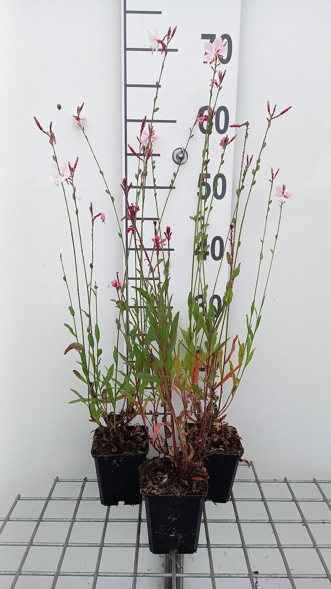 Gaura lindh.'Flamingo Pink'(= oenothera lindh.) - pot 9x9 cm afbeelding