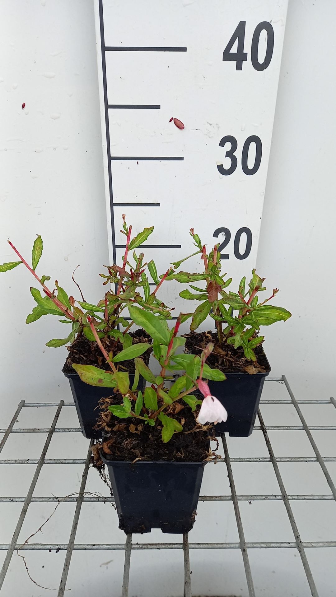 Gaura lindheimeri'Madonna'- pot 9x9 cm afbeelding