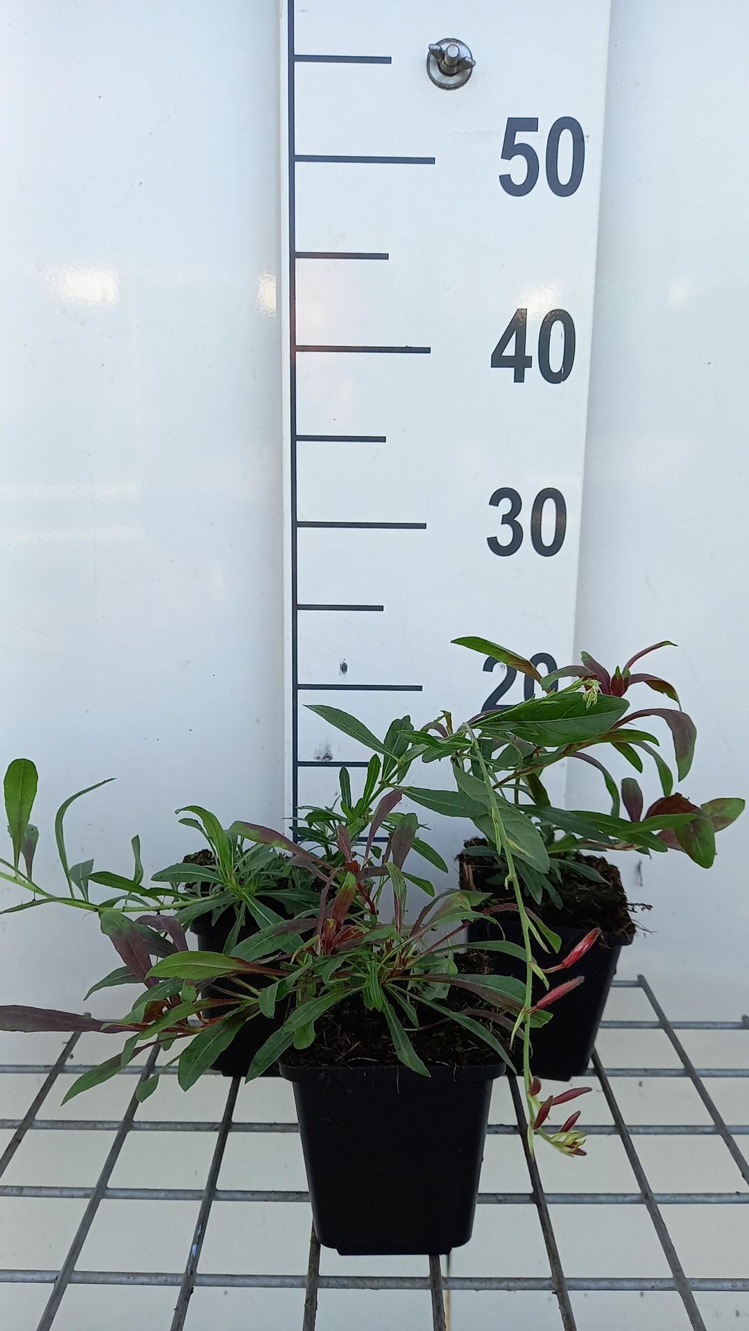 Gaura lindheimeri'Harrosy'(Rosy Jane) - pot 9x9 cm - Geitenbaard afbeelding