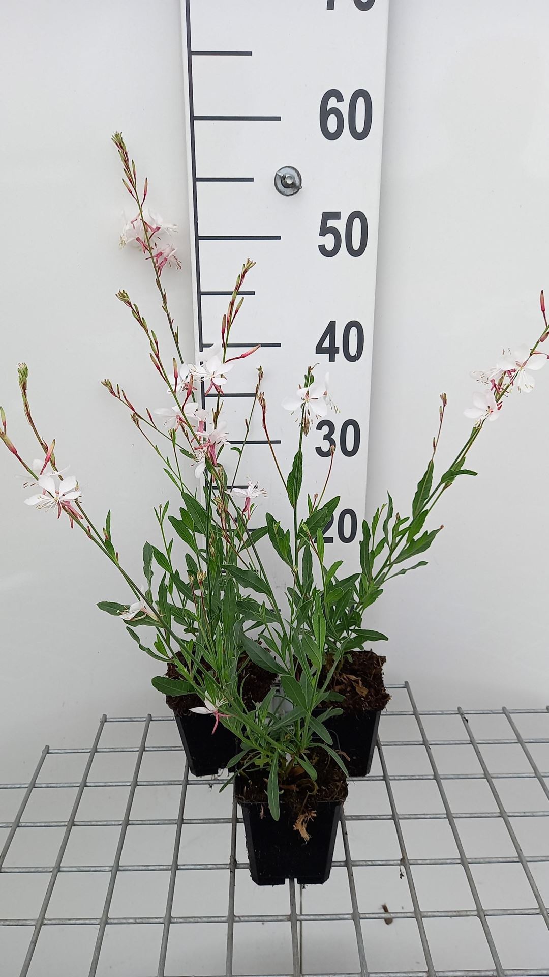 Gaura lindheimeri'Short Form'- pot 9x9 cm - Prachtkaars afbeelding