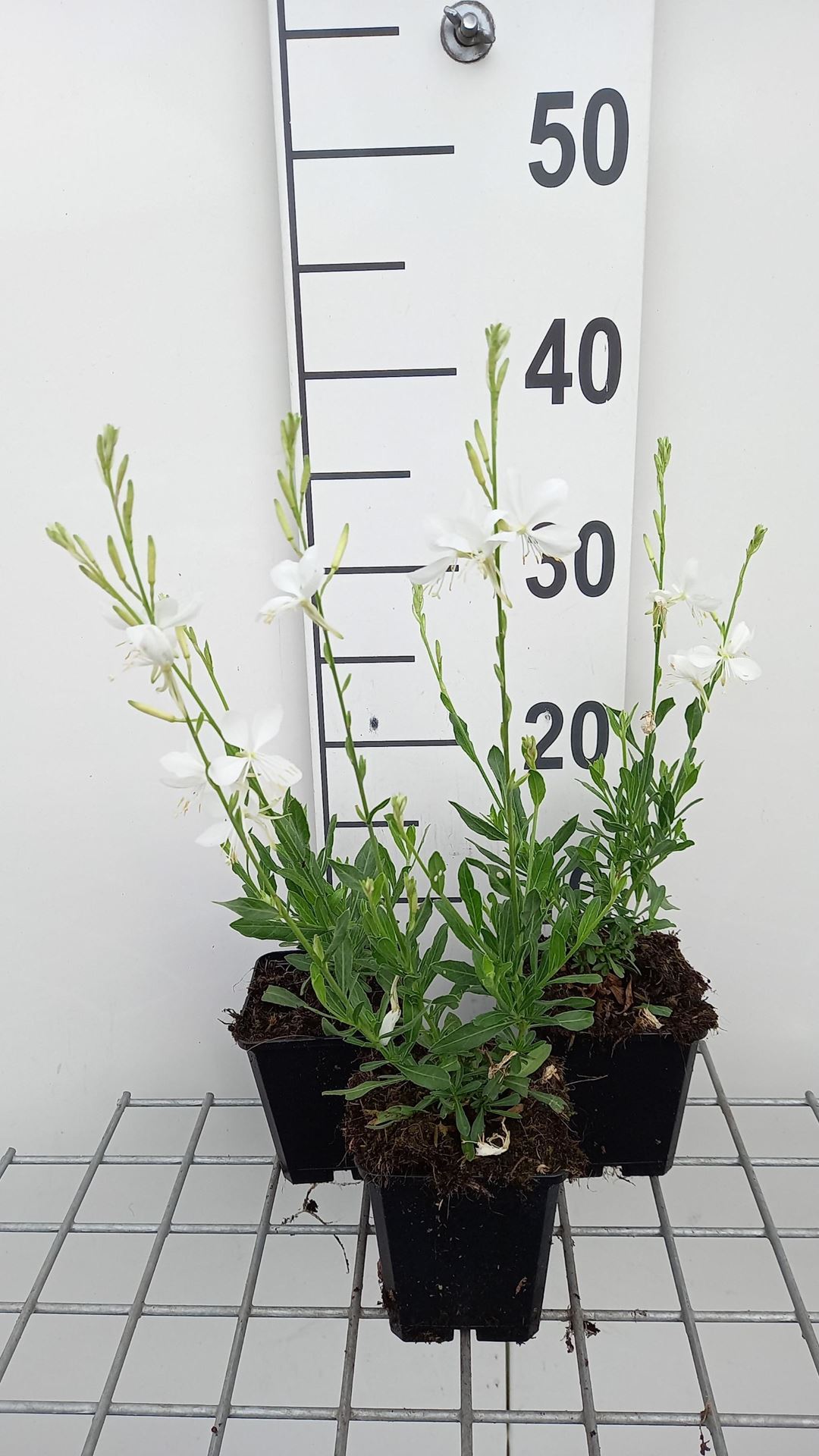Gaura lindheimeri'Snowbird'- pot 9x9 cm - afbeelding