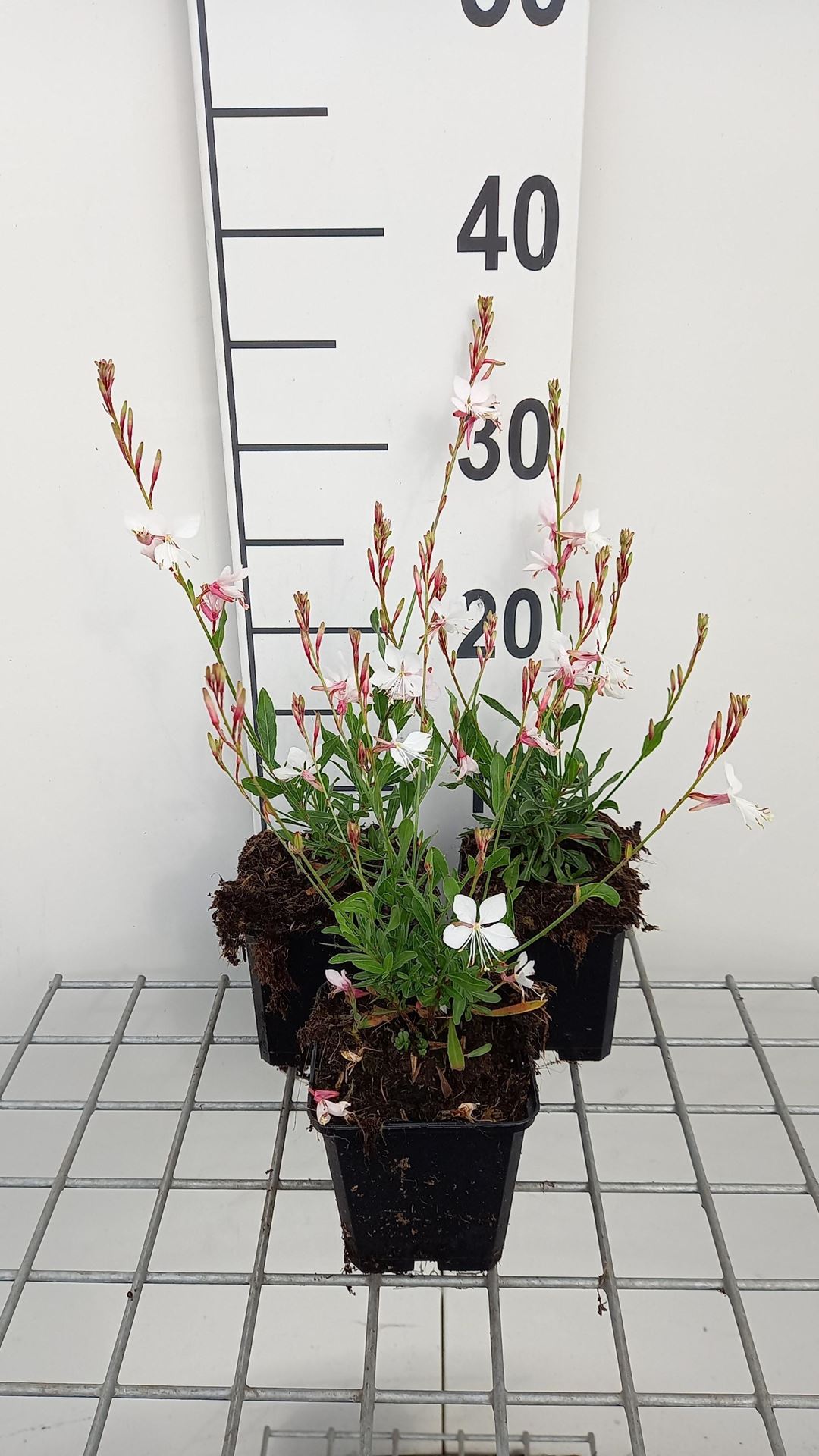 Gaura lindheimeri'Snowstorm'- pot 9x9 cm - afbeelding