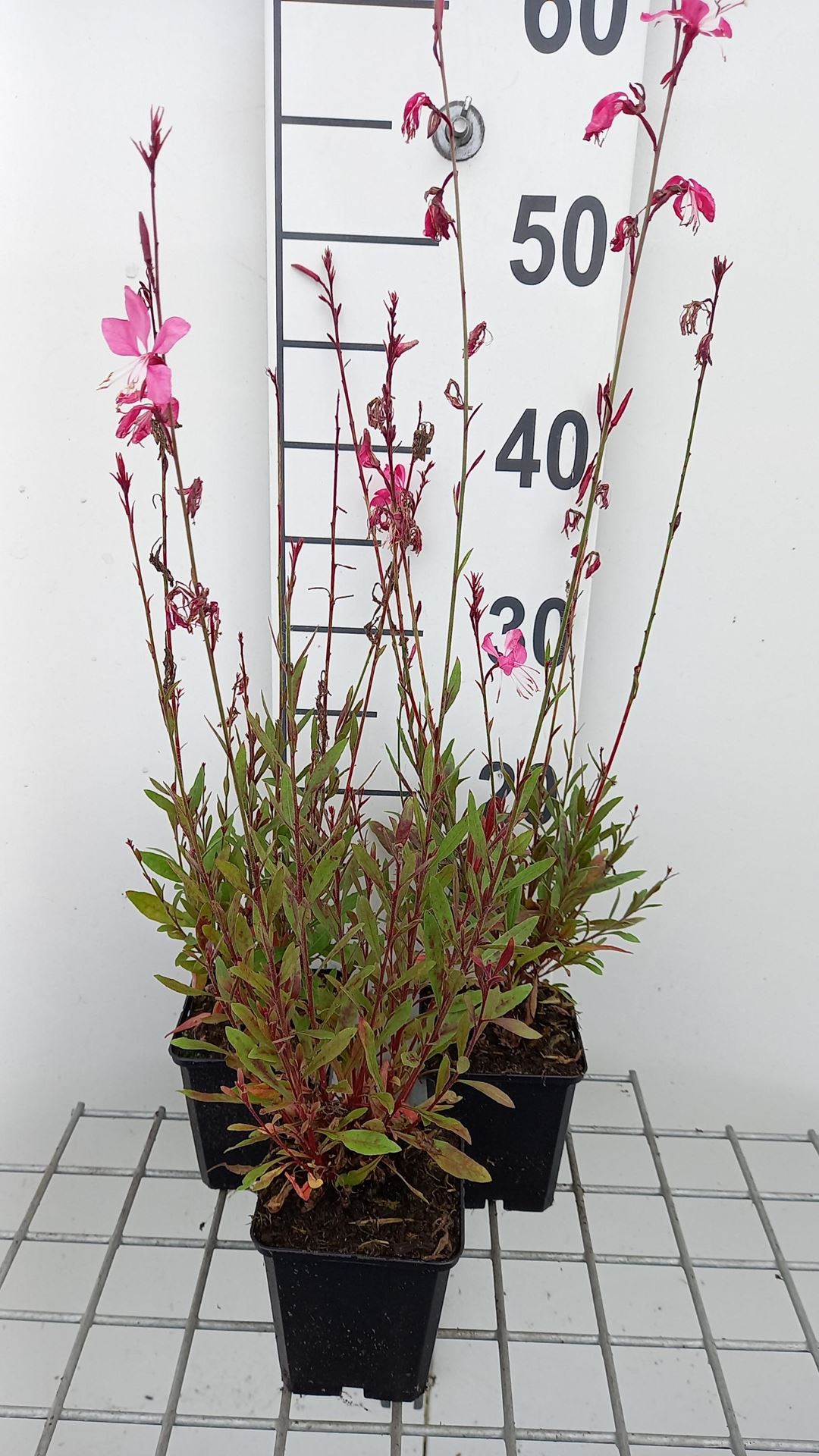 Gaura lindheimeri'Tutti Frutti'- pot 9x9 cm afbeelding