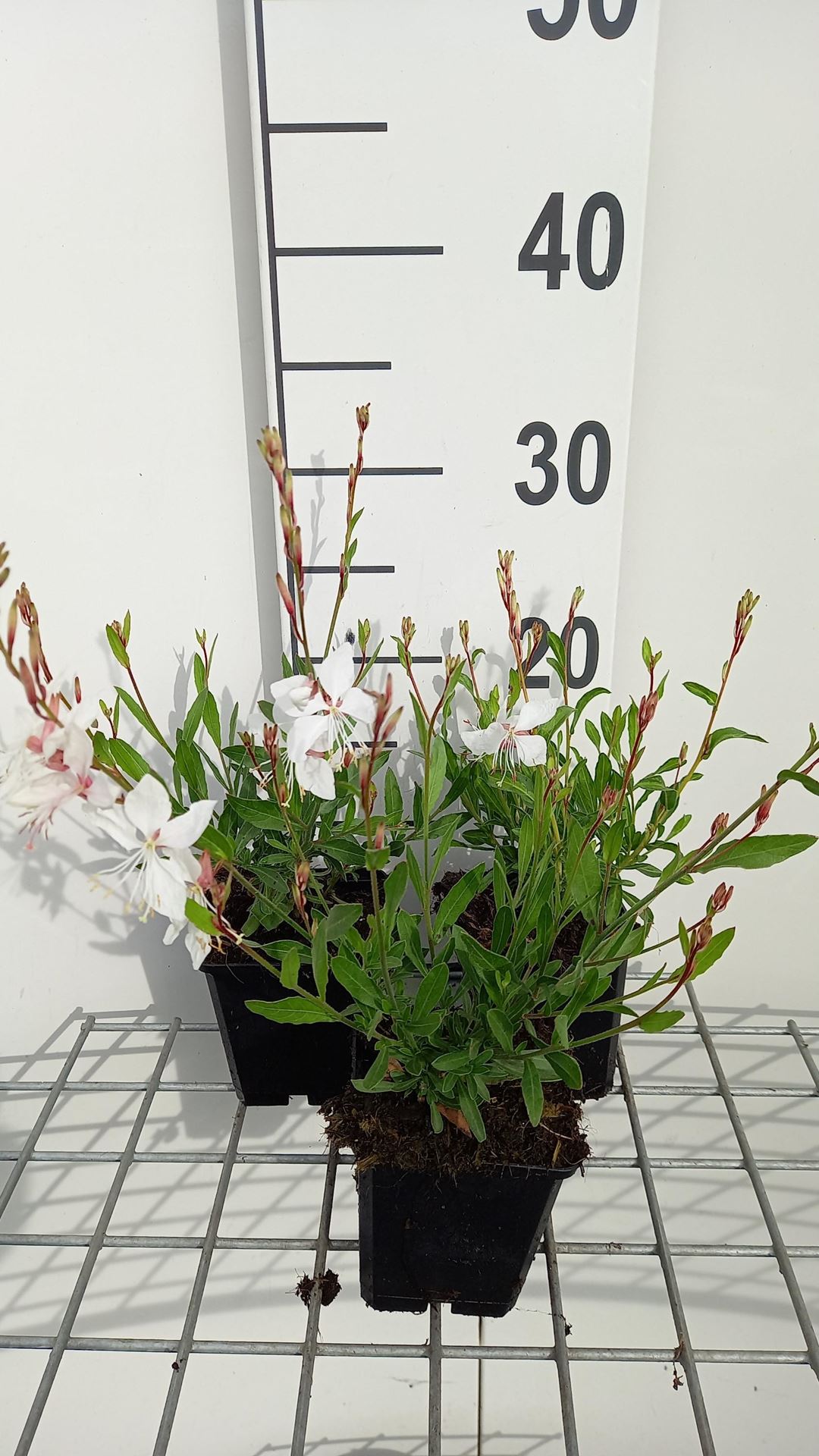 Gaura lindheimeri'White Dove'- pot 9x9 cm - Geel kattenkruid afbeelding