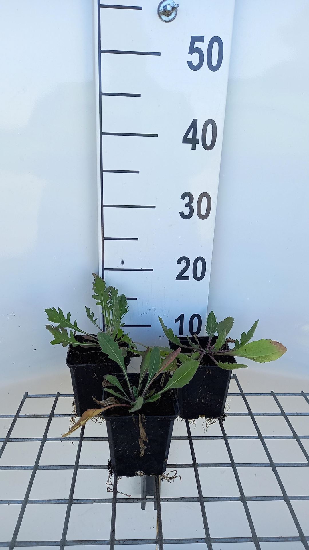 Gaillardia'Tokayer'- pot 9x9 cm afbeelding