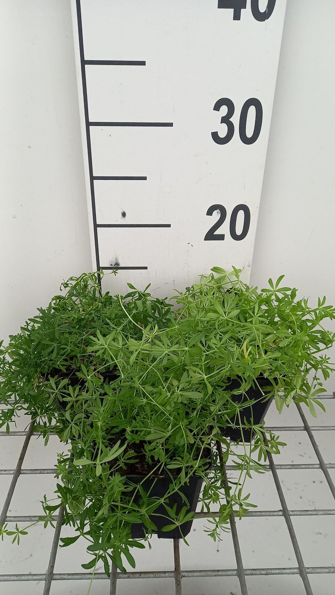 Galium verum - pot 9x9 cm afbeelding