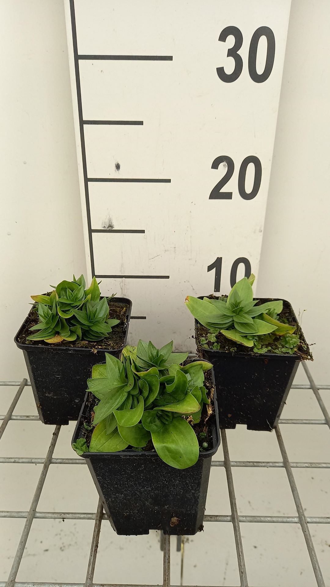 Gentiana asclepiadea - pot 9x9 cm afbeelding