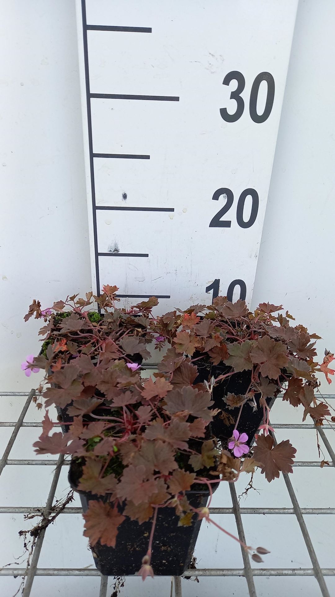 Geranium 'Bob's Blunder' - pot 9x9 cm