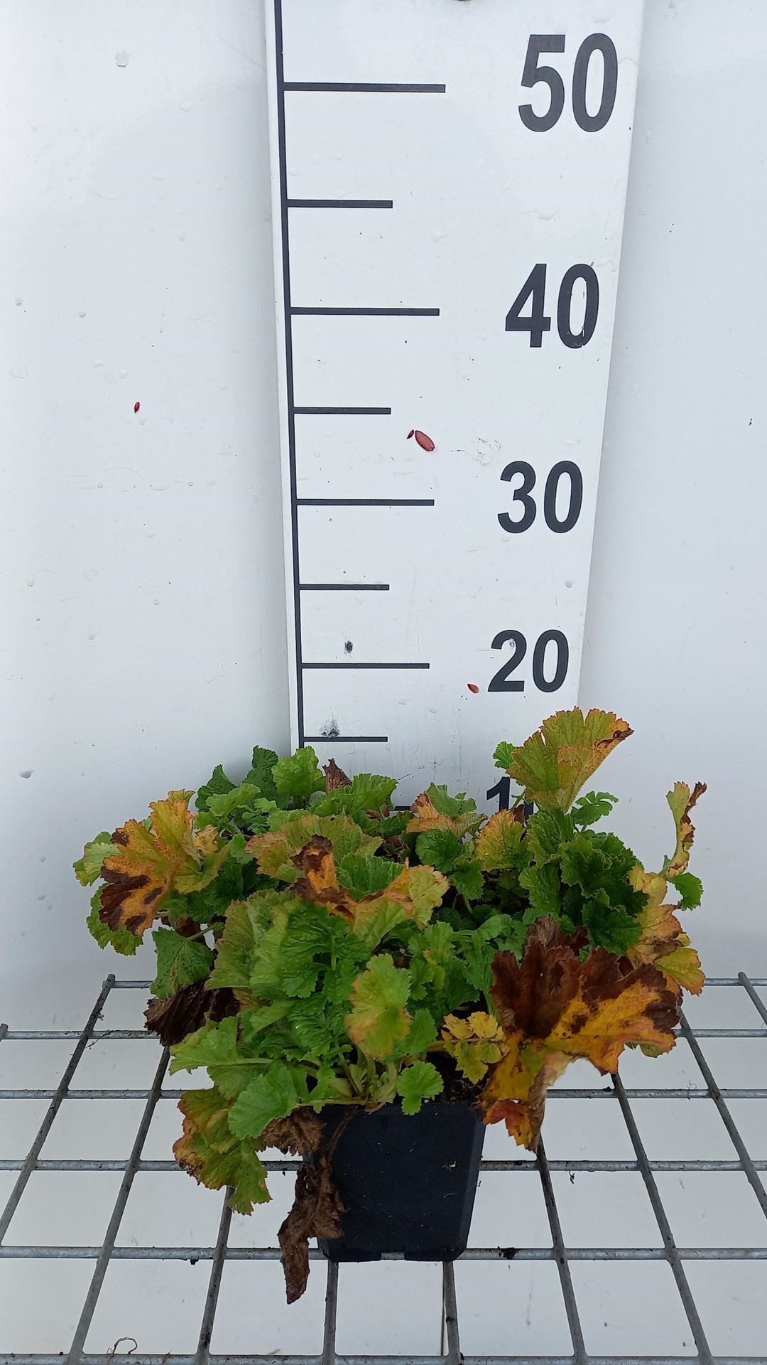 Geum'Banana Daiquiri'- pot 9x9 cm afbeelding