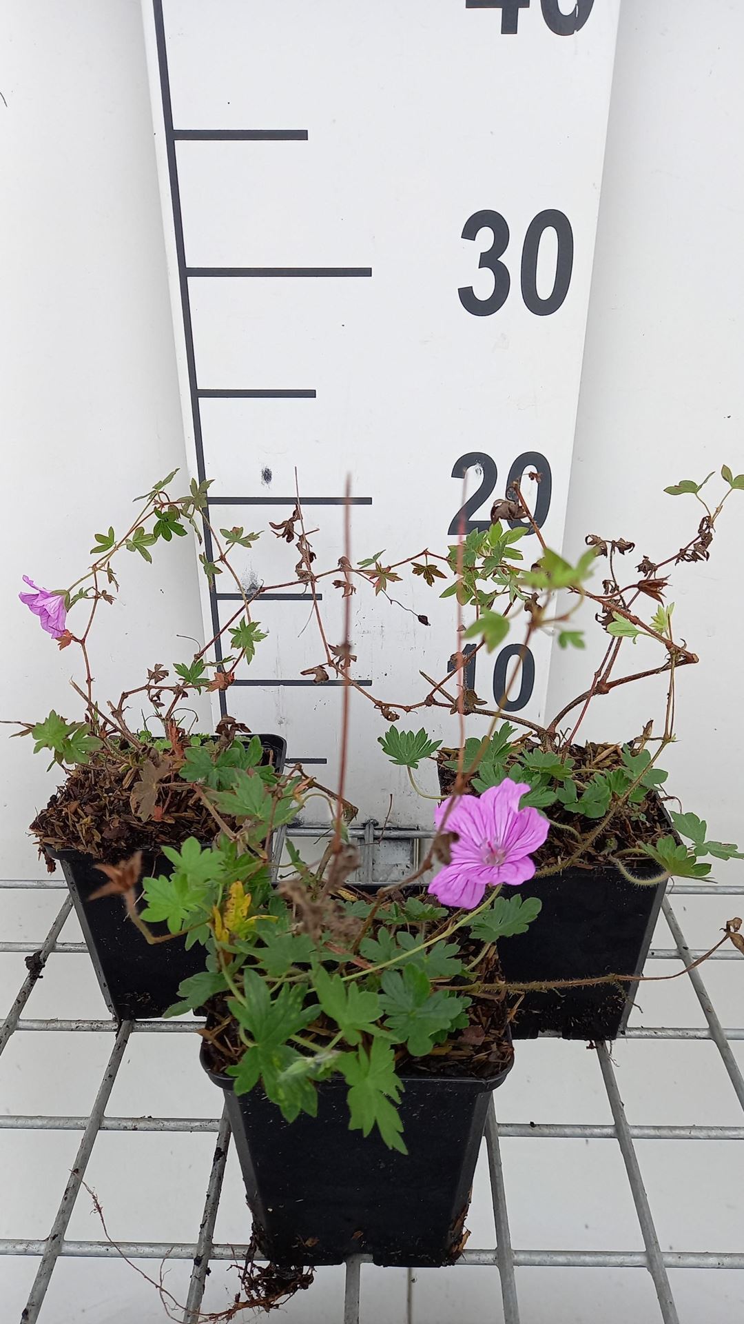 Geranium'Blushing Turtle'- pot 9x9 cm afbeelding