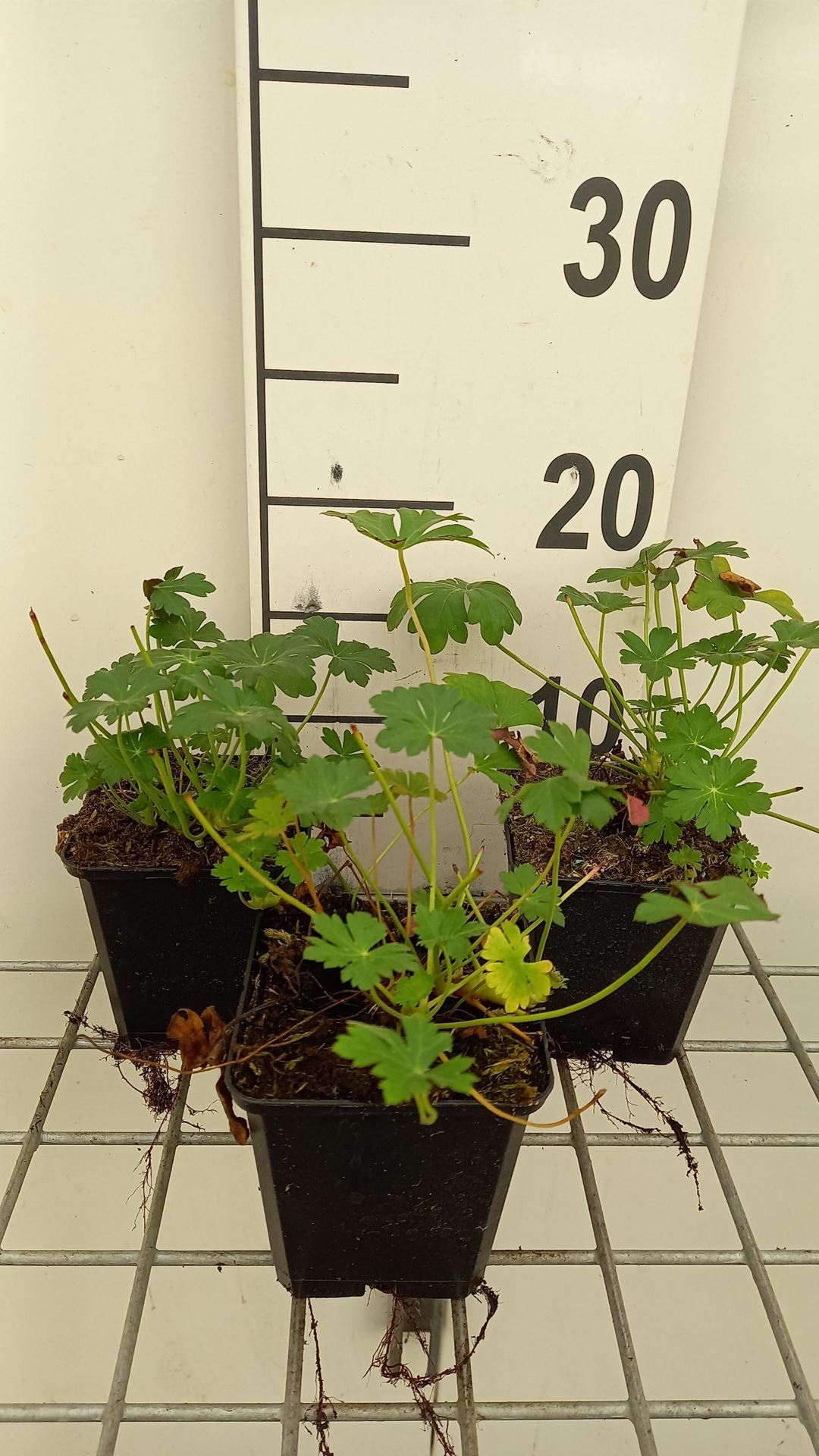 Geranium x cantabrigiense'Berggarten'- pot 9x9 cm afbeelding