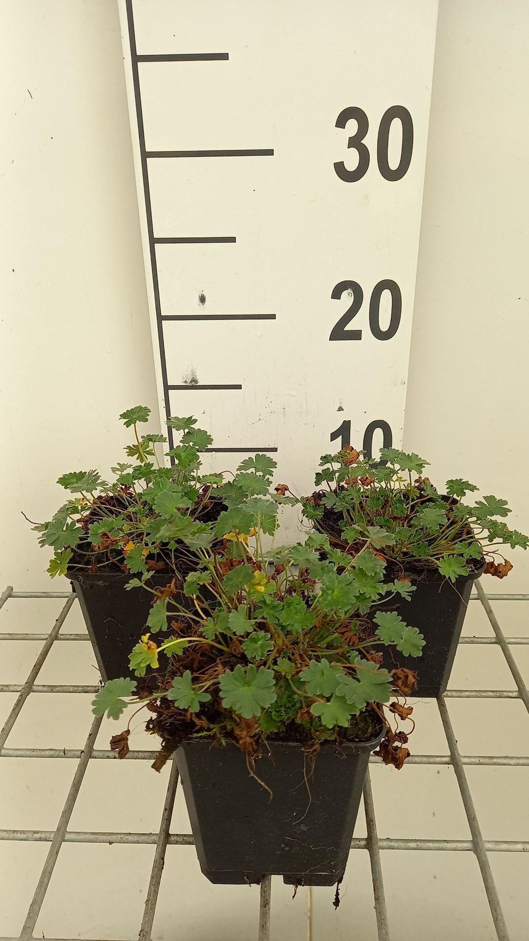 Geranium cinereum'Giuseppii'- pot 9x9 cm - Ooievaarsbek afbeelding