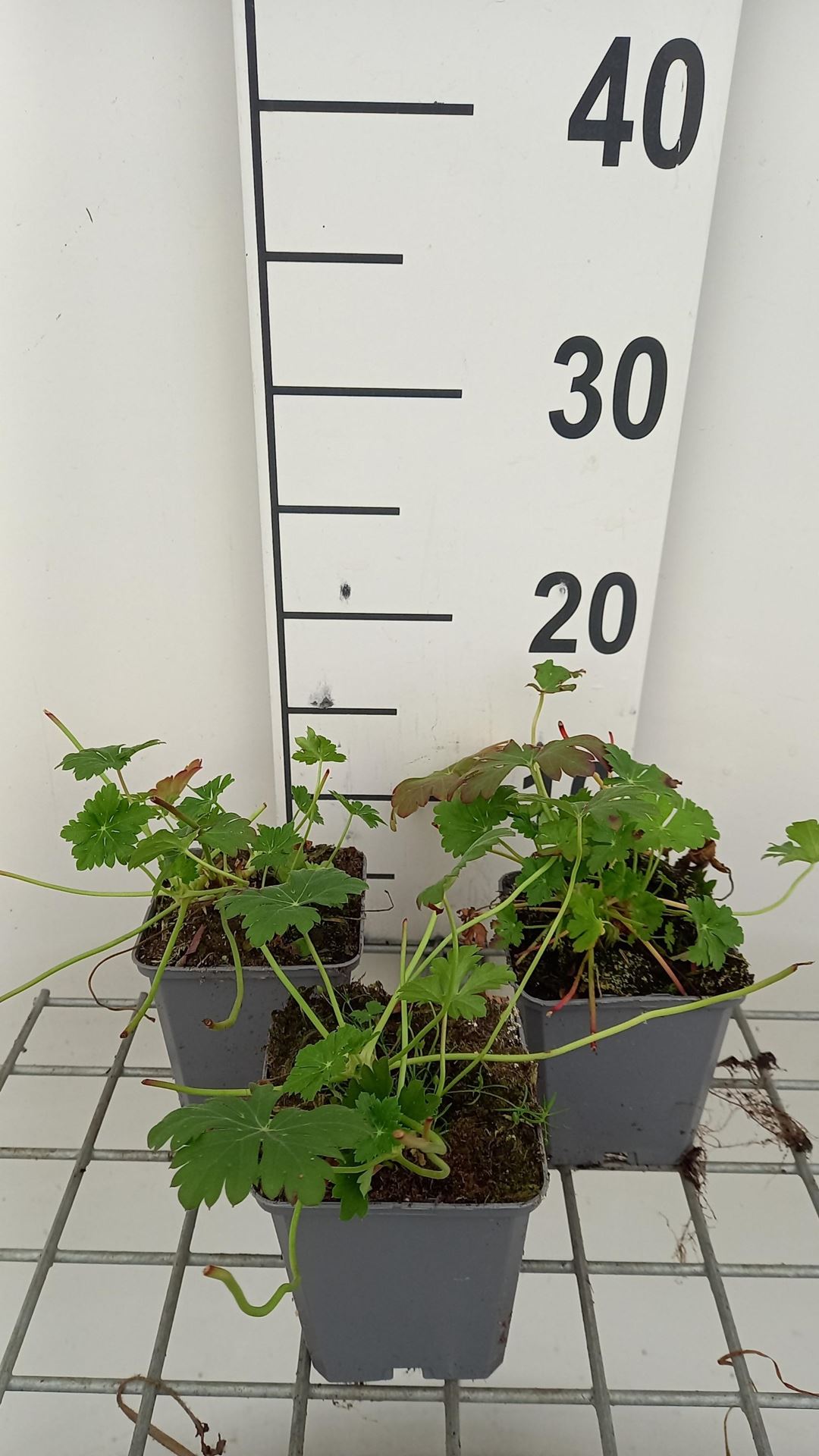 Geranium x cantabrigiense'Lohfelden'- pot 9x9 cm afbeelding