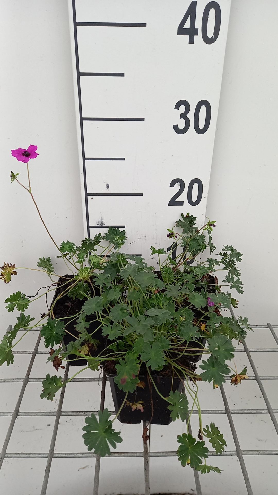 Geranium cinereum var. subcaulescens - pot 9x9 cm afbeelding
