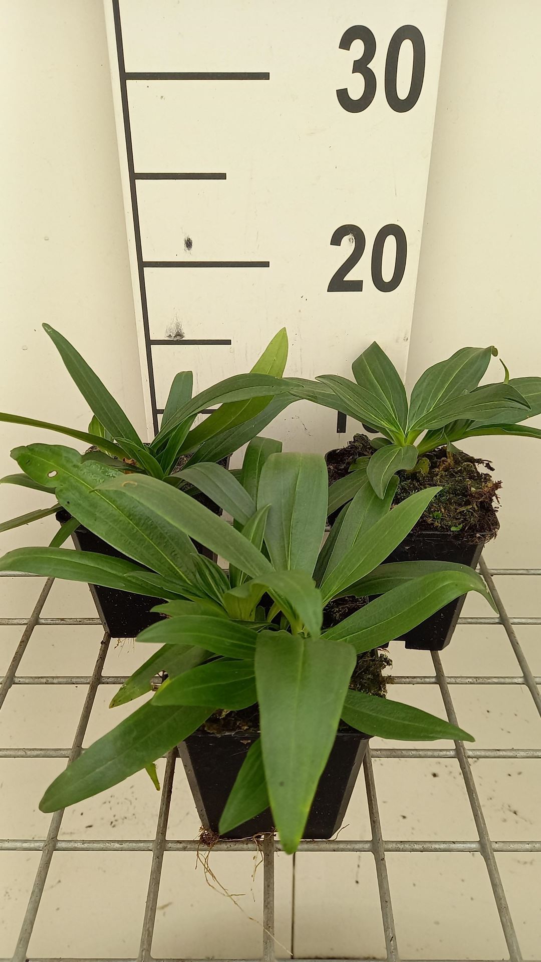 Gentiana dahurica - pot 9x9 cm afbeelding