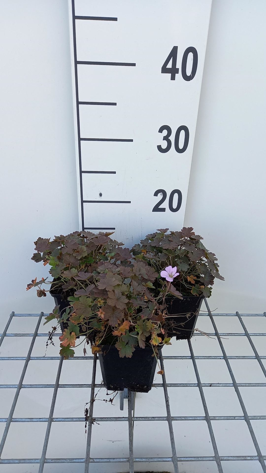 Geranium'Dusky Crûg'- pot 9x9 cm afbeelding