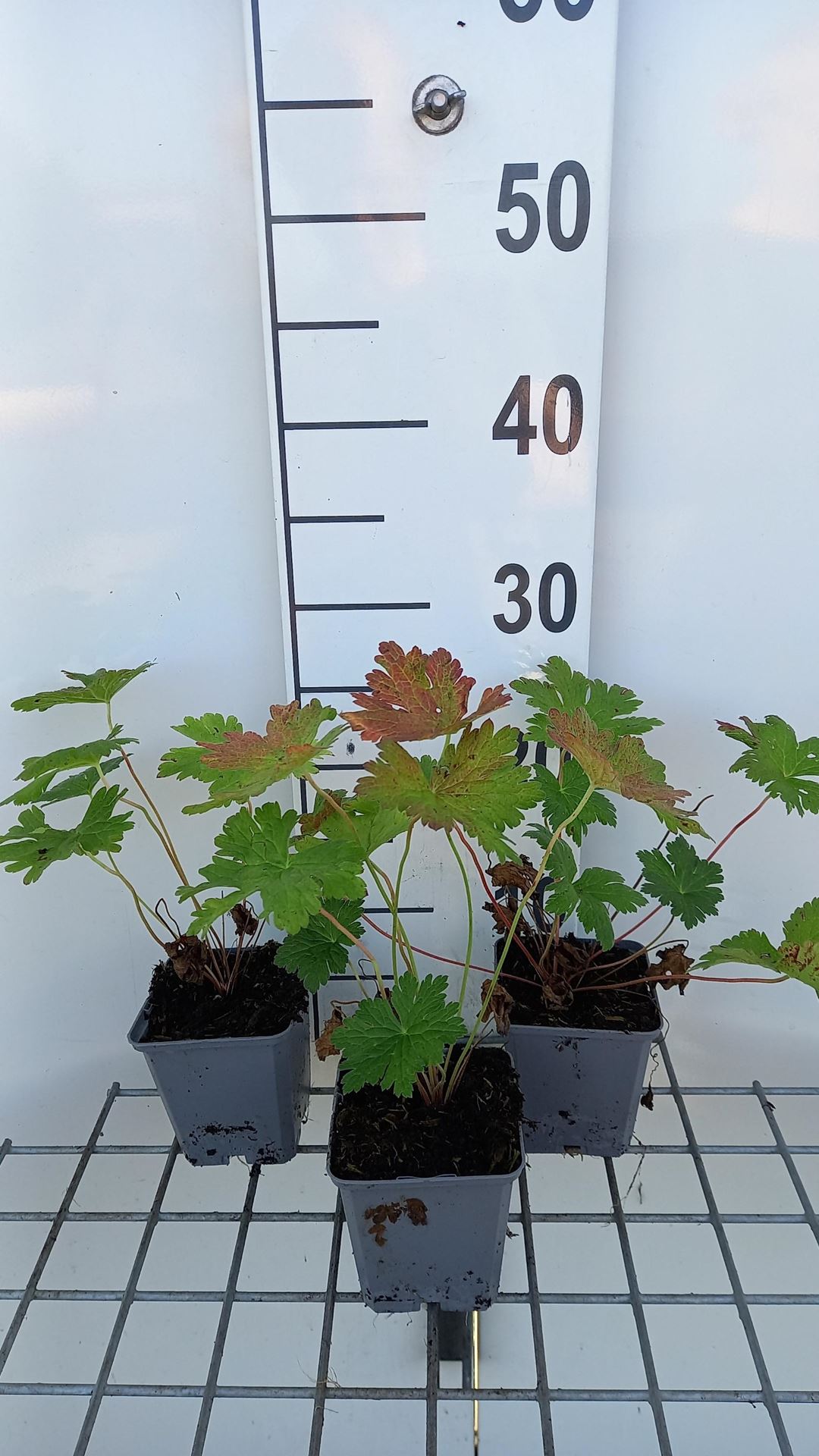 Geranium'Brembra'(Dragon Heart) - pot 9x9 cm afbeelding