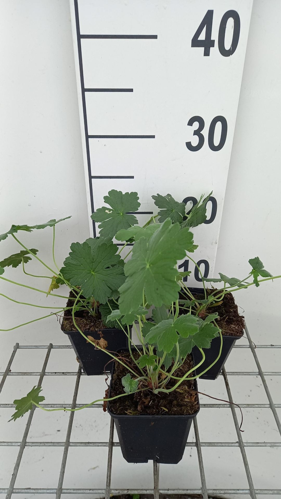Geranium'Bremdream'(Dreamland) - pot 9x9 cm - Ooievaarsbek afbeelding