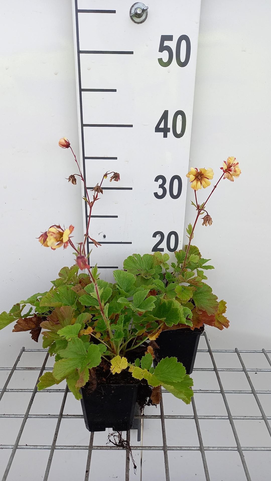 Geum'Yellow Fluffy'- pot 9x9 cm afbeelding