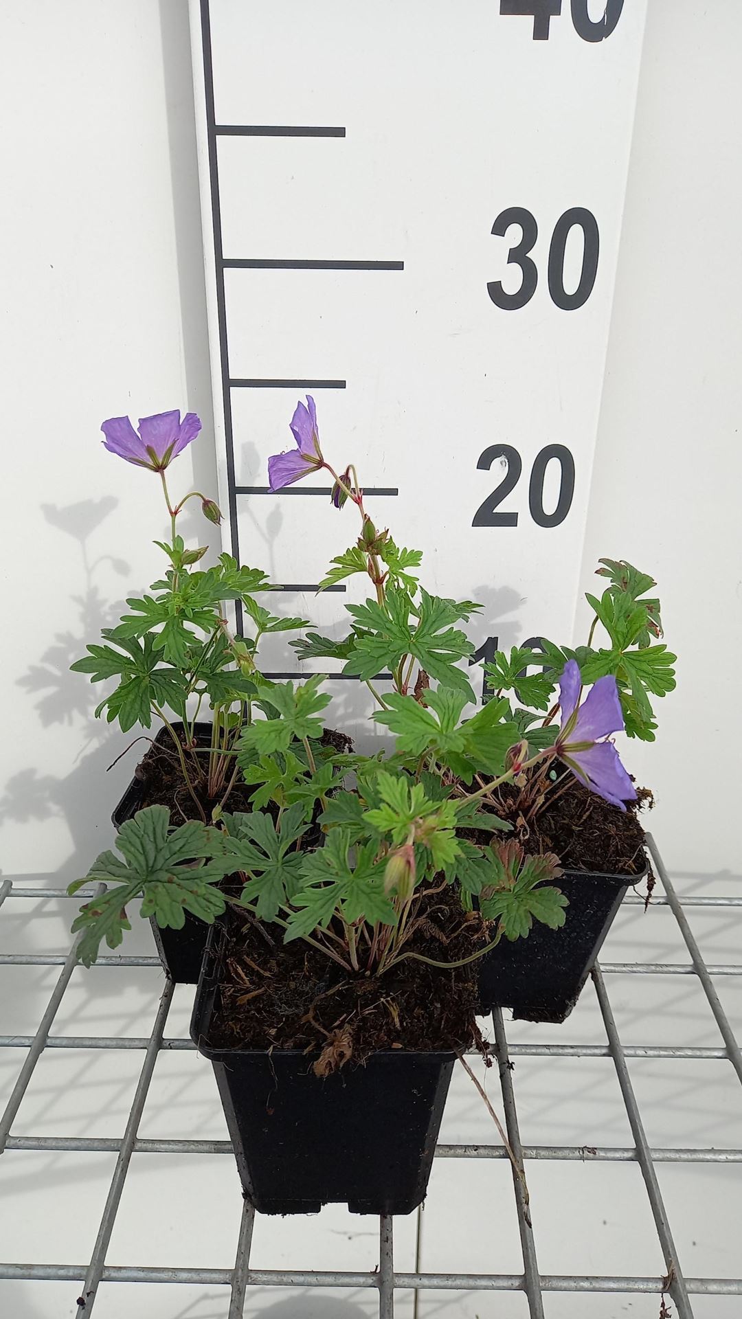 Geranium himalayense'Baby Blue'- pot 9x9 cm - Ooievaarsbek afbeelding