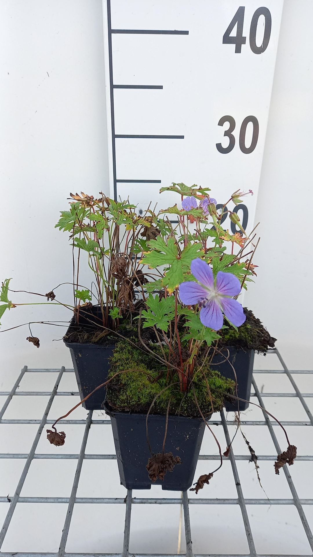 Geranium himalayense'Gravetye'- pot 9x9 cm afbeelding