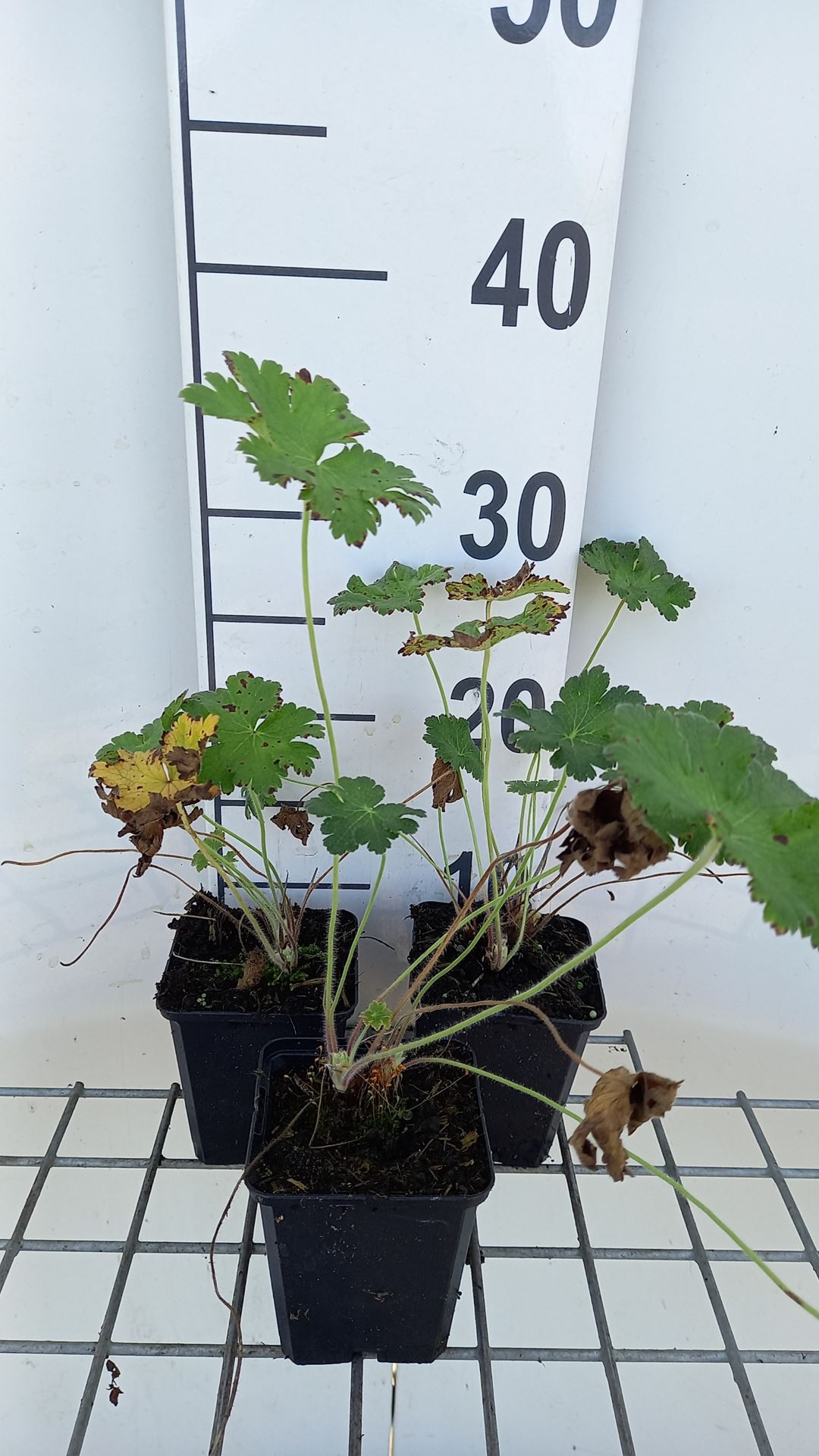 Geranium ibericum - pot 9x9 cm