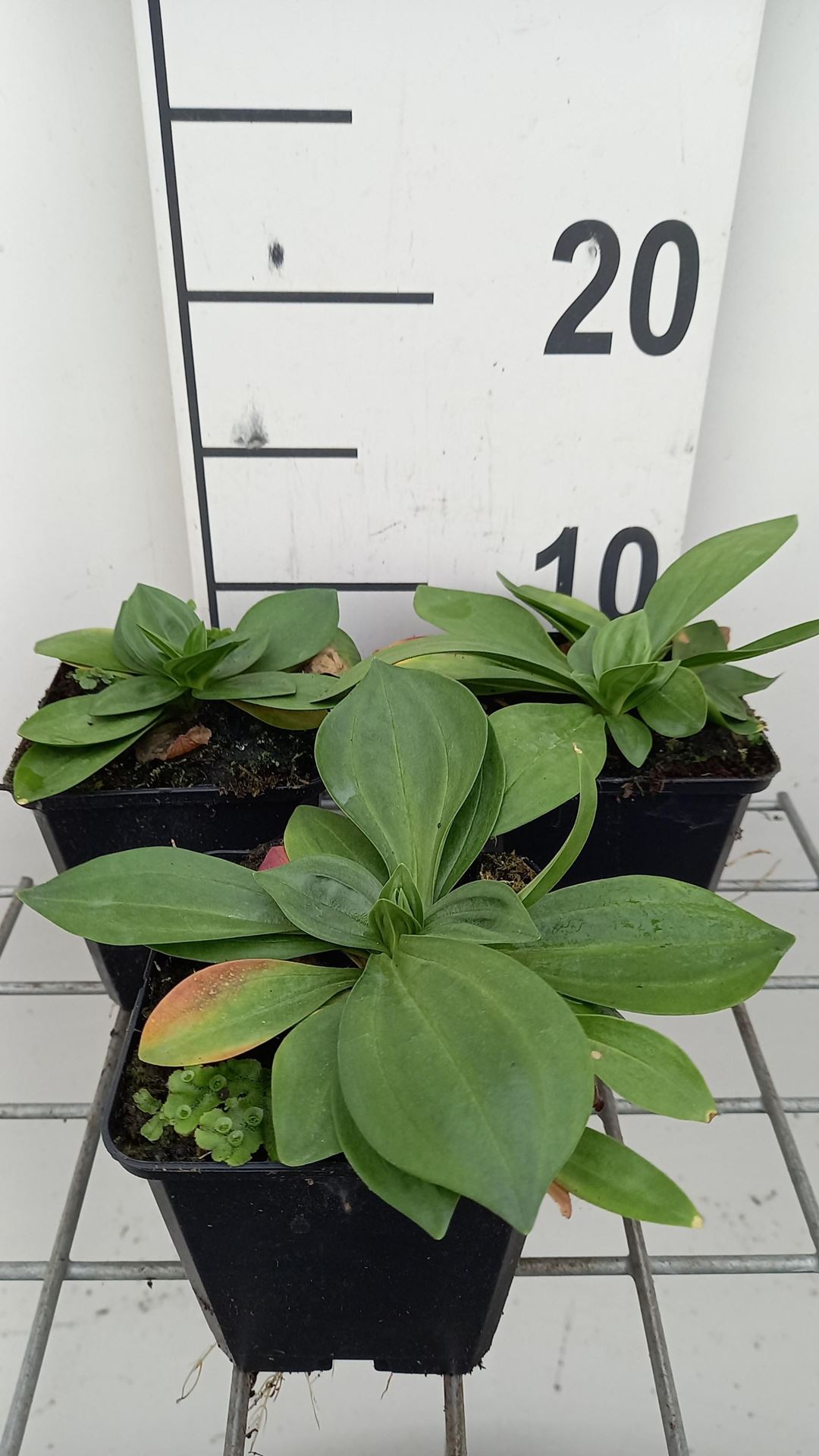 Gentiana lutea - pot 9x9 cm -