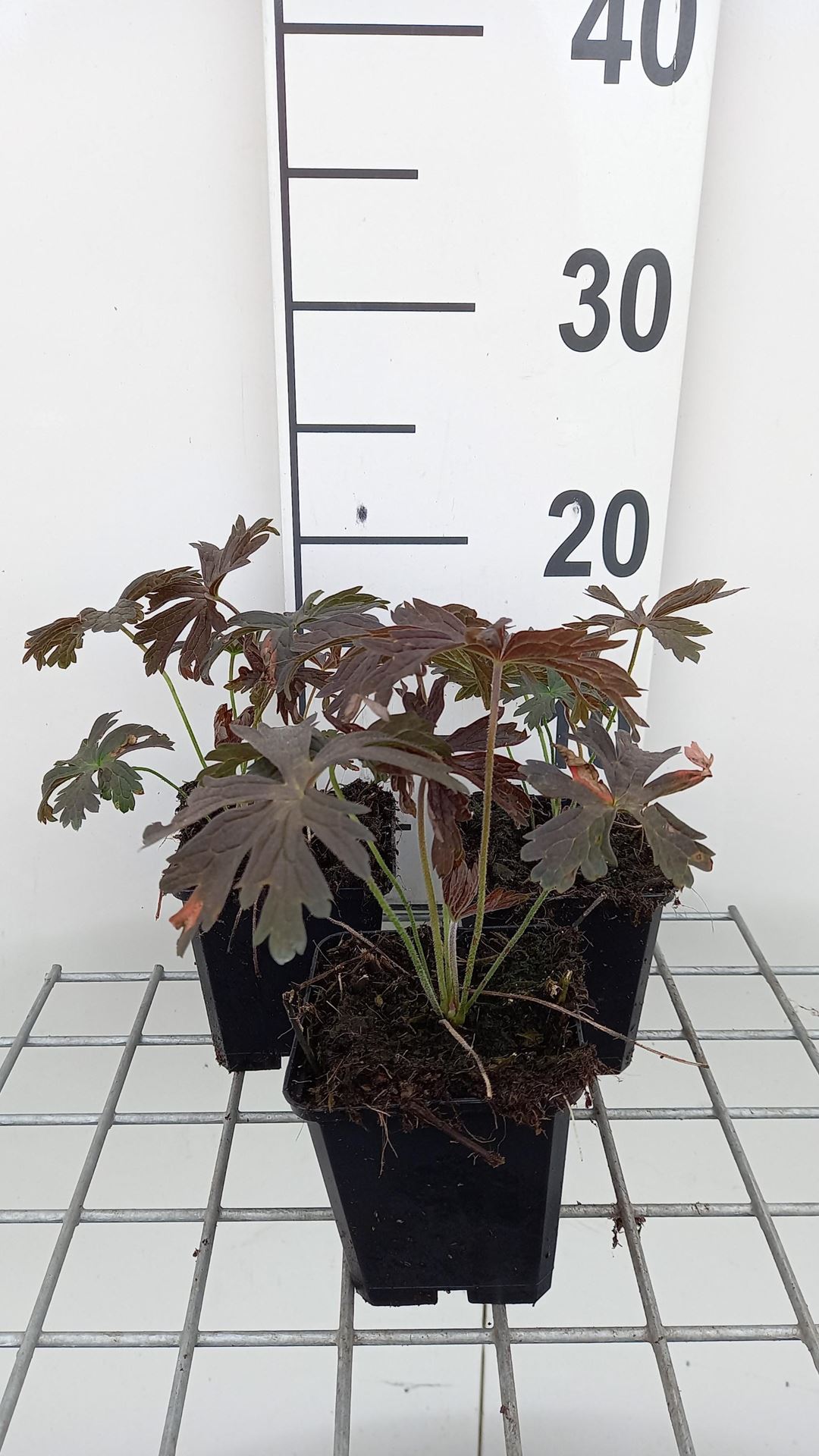 Geranium maculatum'Espresso'- pot 9x9 cm afbeelding