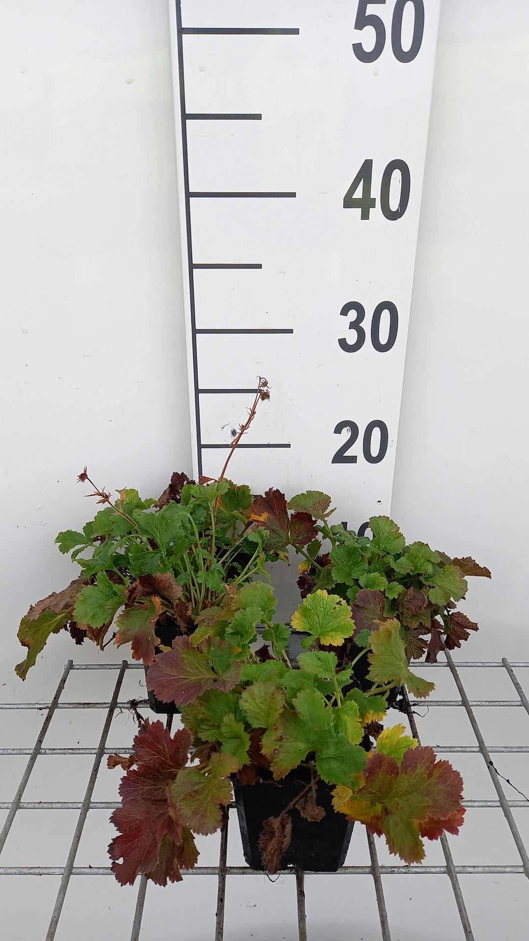Geum'Mango Lassi'- pot 9x9 cm - afbeelding