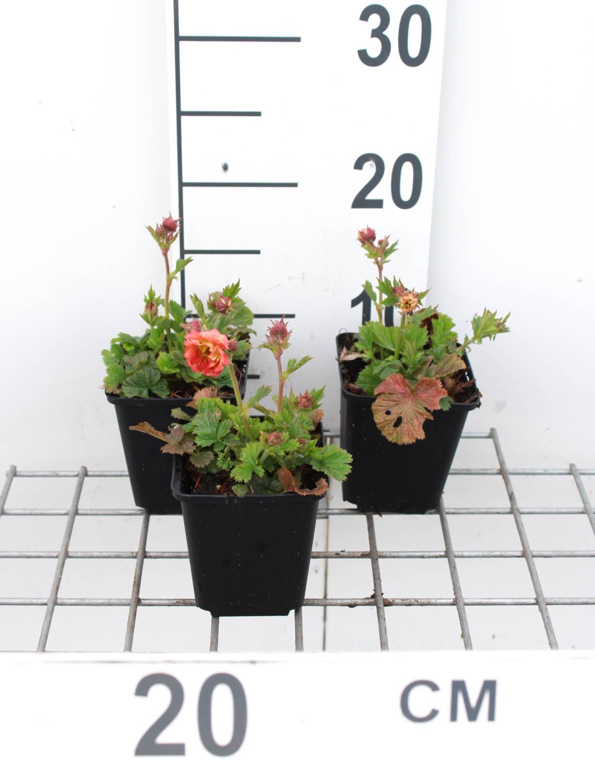 Geum'Mai Tai'- pot 9x9 cm - afbeelding