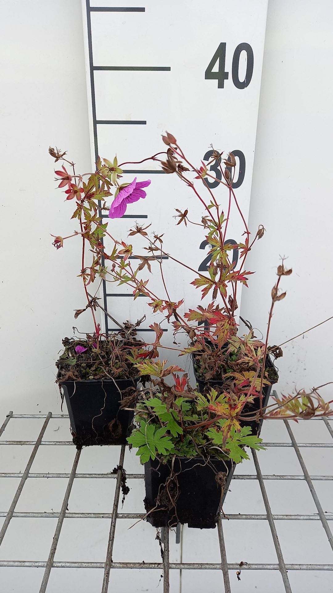 Geranium'Matu Vu'- pot 9x9 cm afbeelding