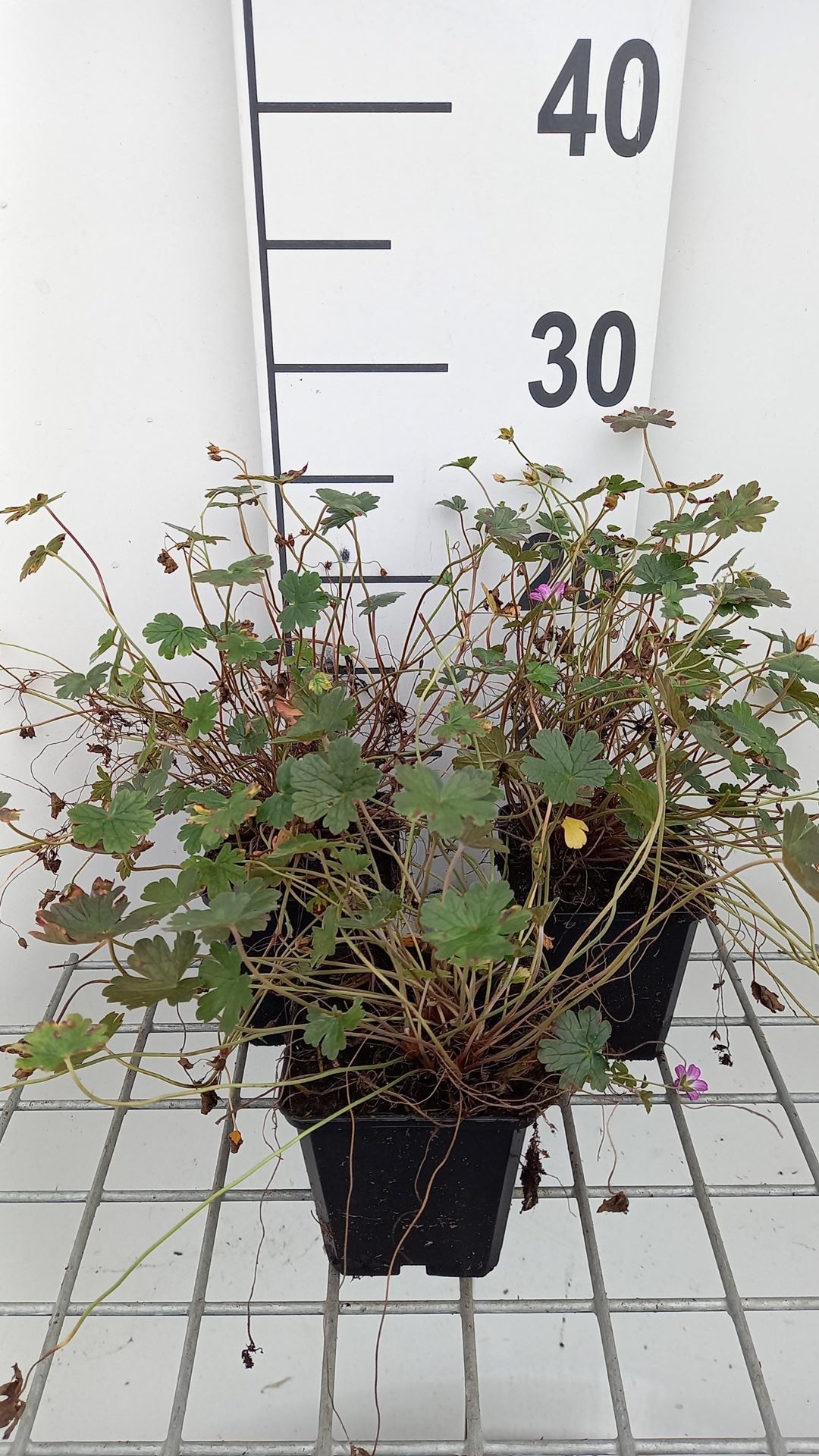 Geranium'Bremmery'(Orkney Cherry) - pot 9x9 cm afbeelding