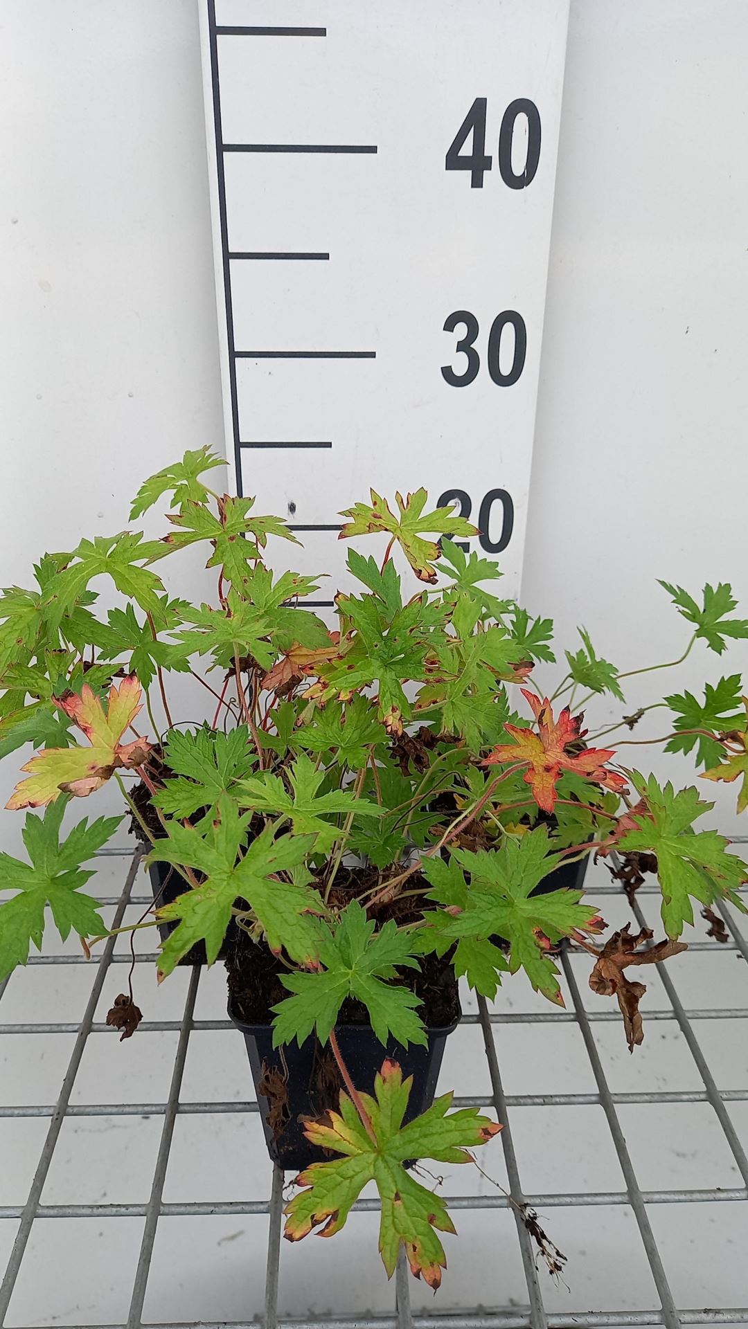 Geranium x oxonianum'Rose Clair'- pot 9x9 cm afbeelding