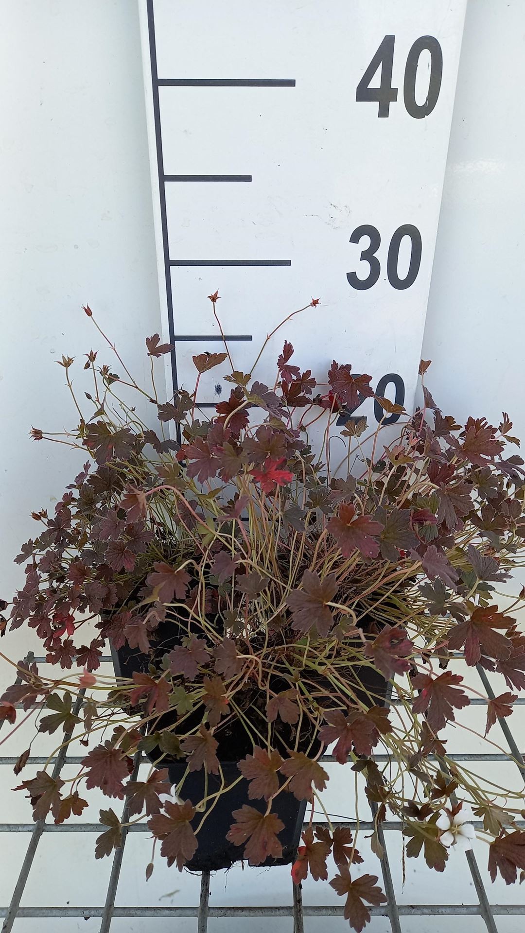 Geranium 'Sanne' - pot 9x9 cm