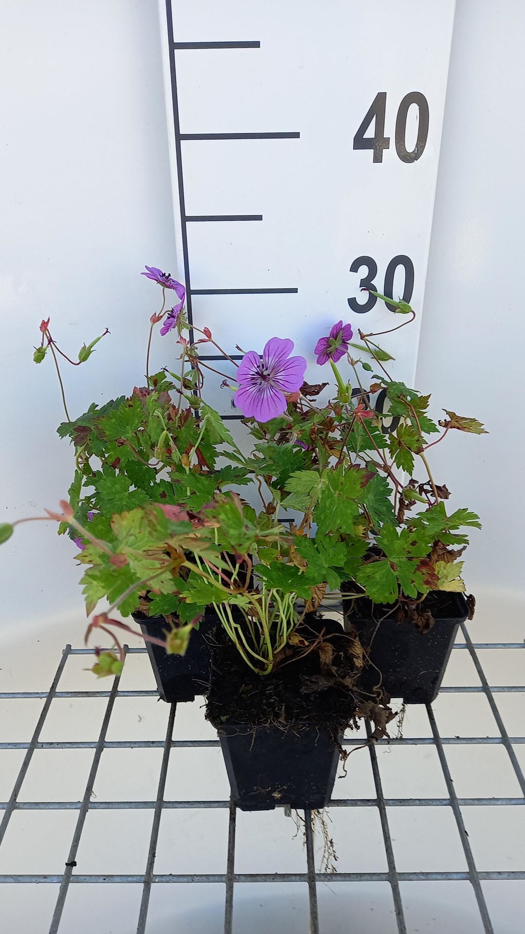 Geranium'Pink Penny'- pot 9x9 cm - Ooievaarsbek afbeelding