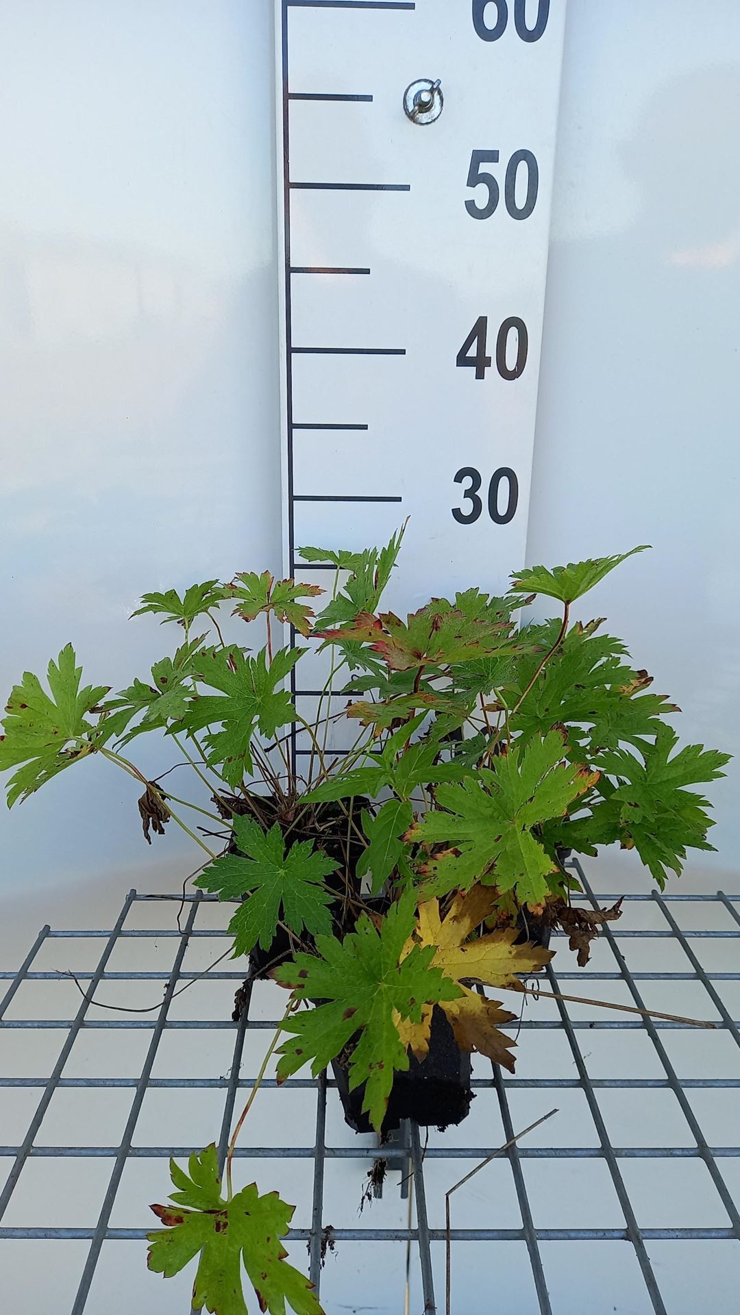 Geranium'Red Admiral'- pot 9x9 cm afbeelding