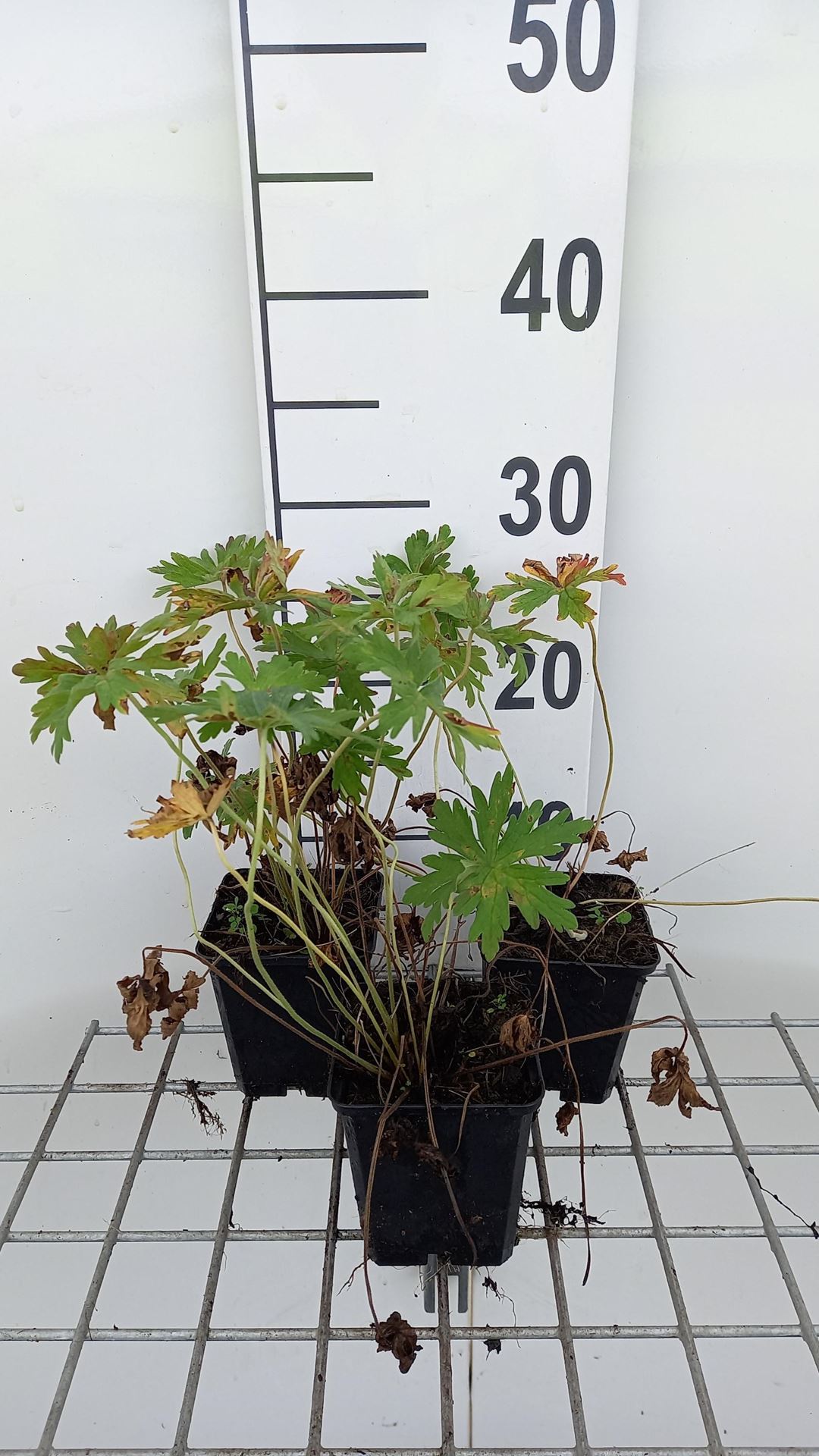 Geranium pratense'Splish-splash'- pot 9x9 cm afbeelding