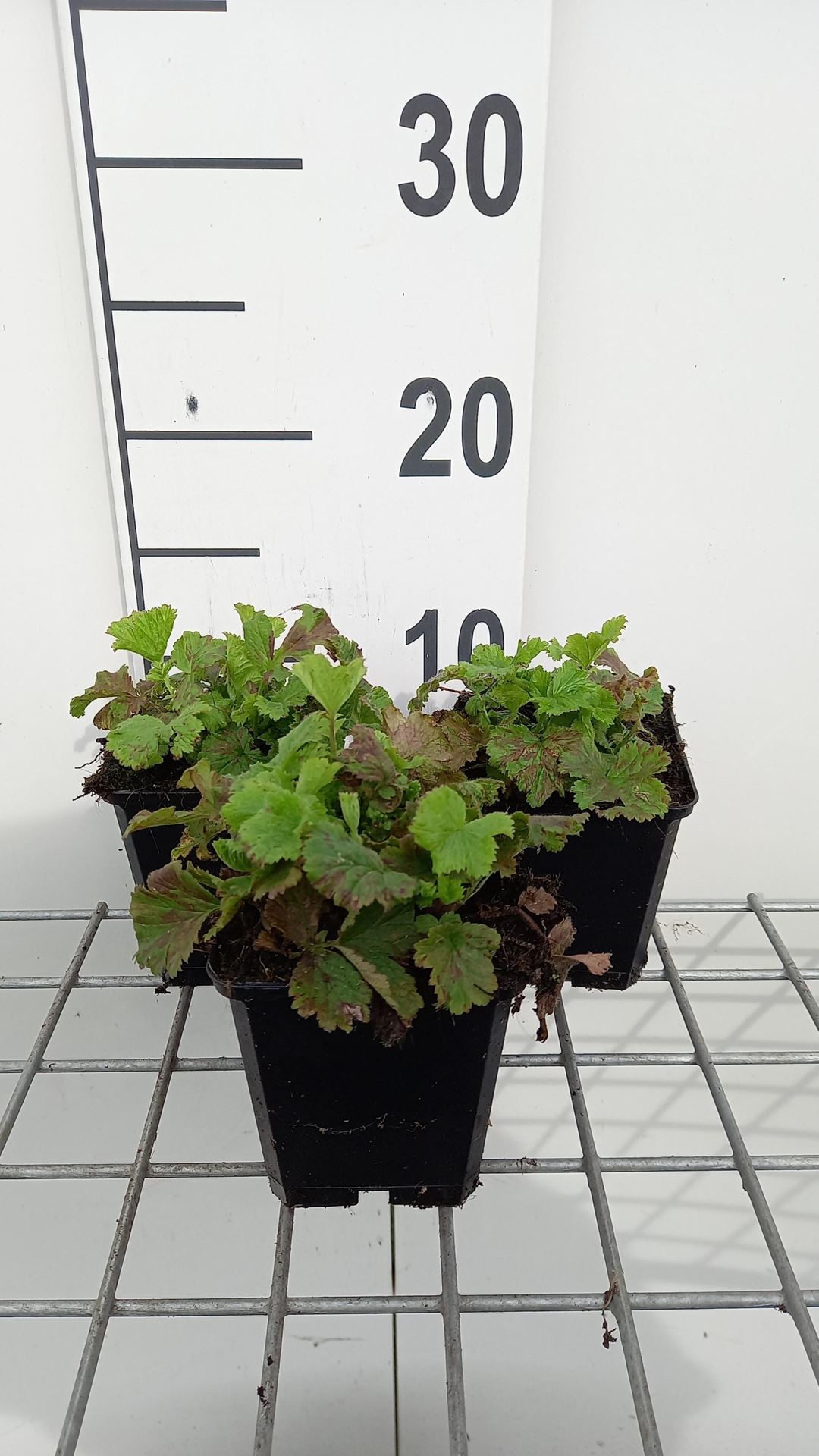 Geum rivale'Flames of Passion'- pot 9x9 cm afbeelding