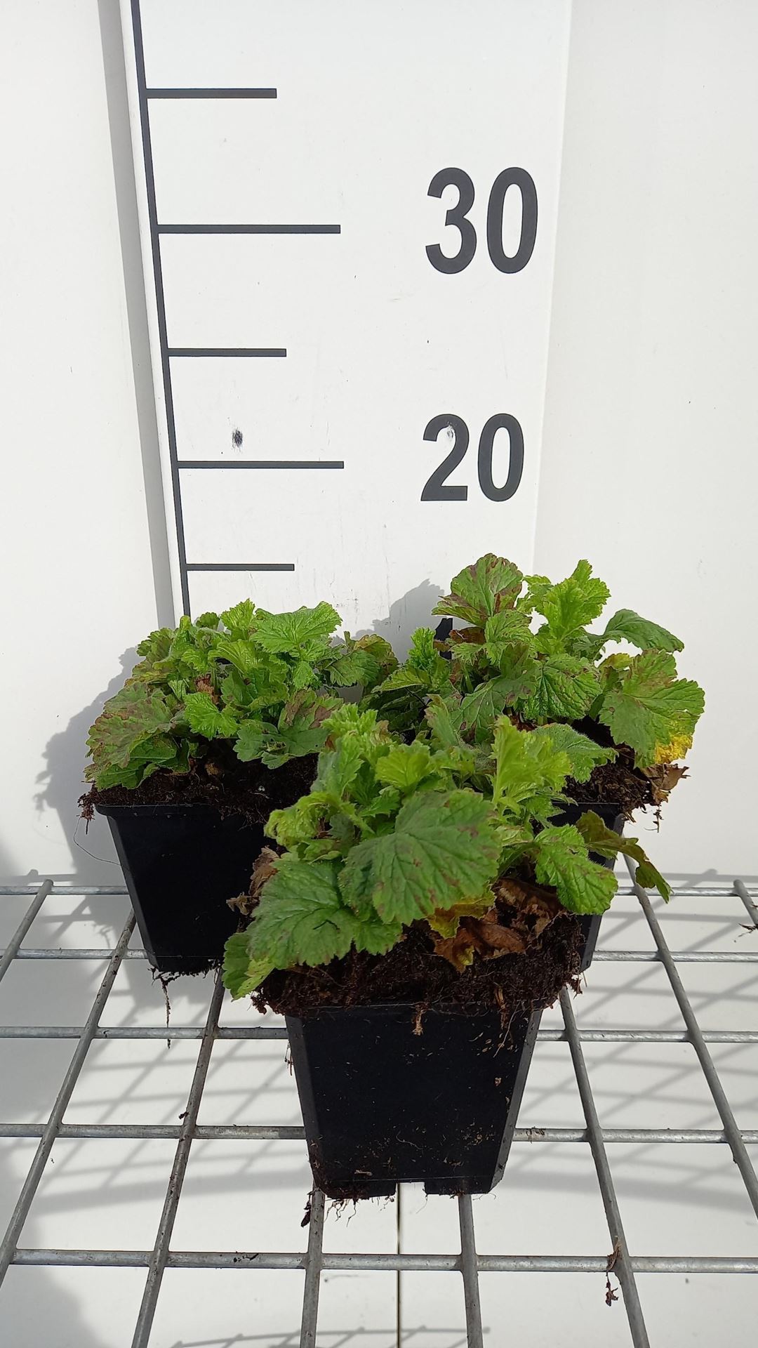 Geum rivale'Leonard's Variety'- pot 9x9 cm - Knikkend nagelkruid afbeelding
