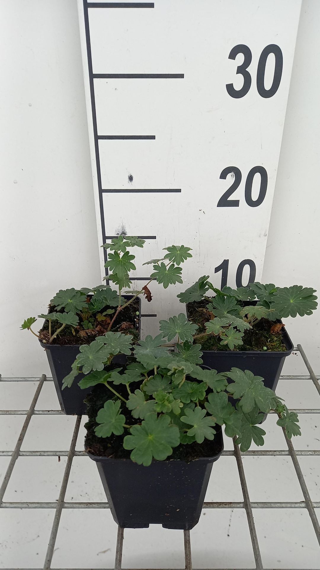 Geranium sanguineum'Apfelblüte'- pot 9x9 cm - Ooievaarsbek afbeelding