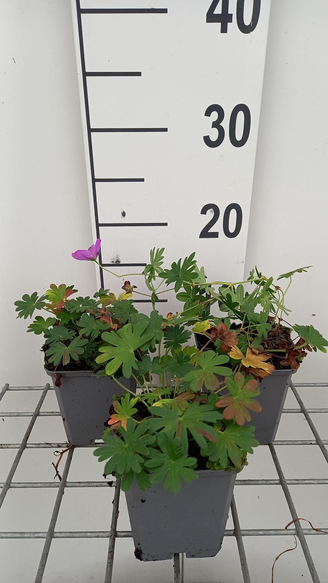 Geranium sanguineum'Compactum'- pot 9x9 cm afbeelding