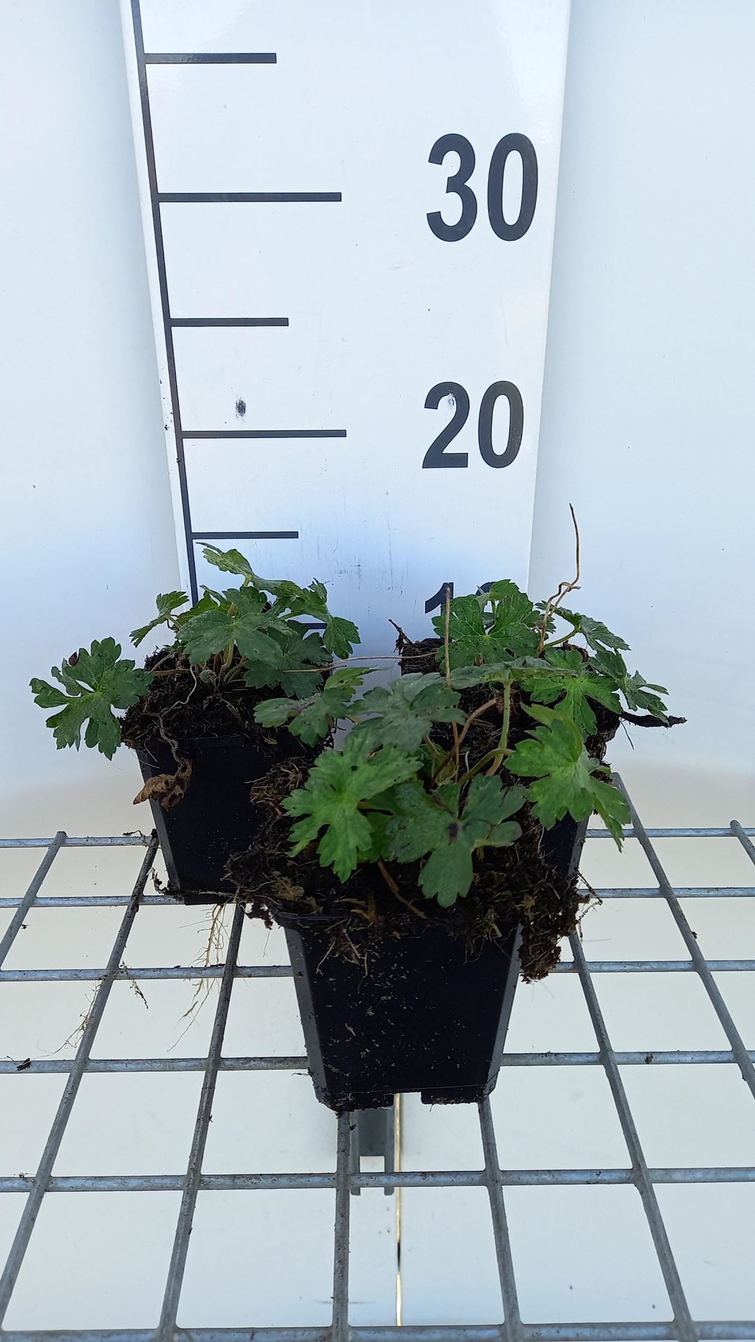 Geranium'Sweet Heidy'- pot 9x9 cm afbeelding