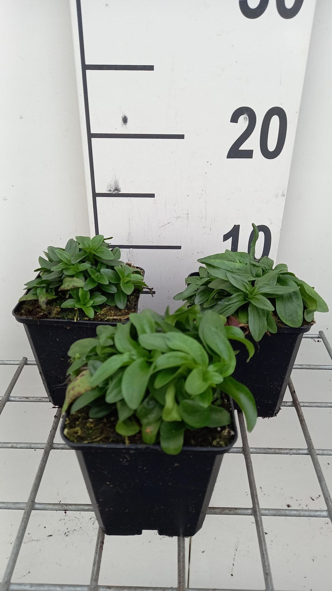 Gentiana septemfida var. lagodechiana - pot 9x9 cm afbeelding