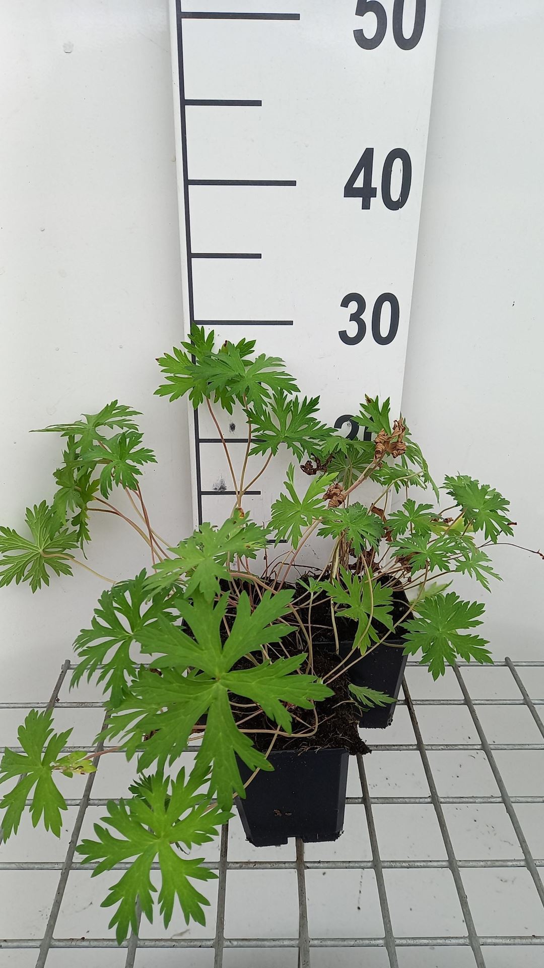 Geranium'Spinners'- pot 9x9 cm afbeelding