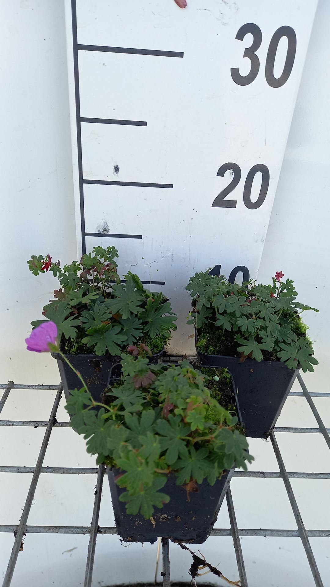 Geranium sanguineum'Shooting Star'- pot 9x9 cm afbeelding