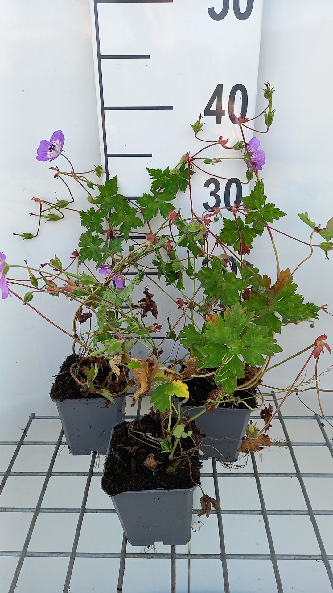 Geranium'Sylvia's Surprise'- pot 9x9 cm afbeelding