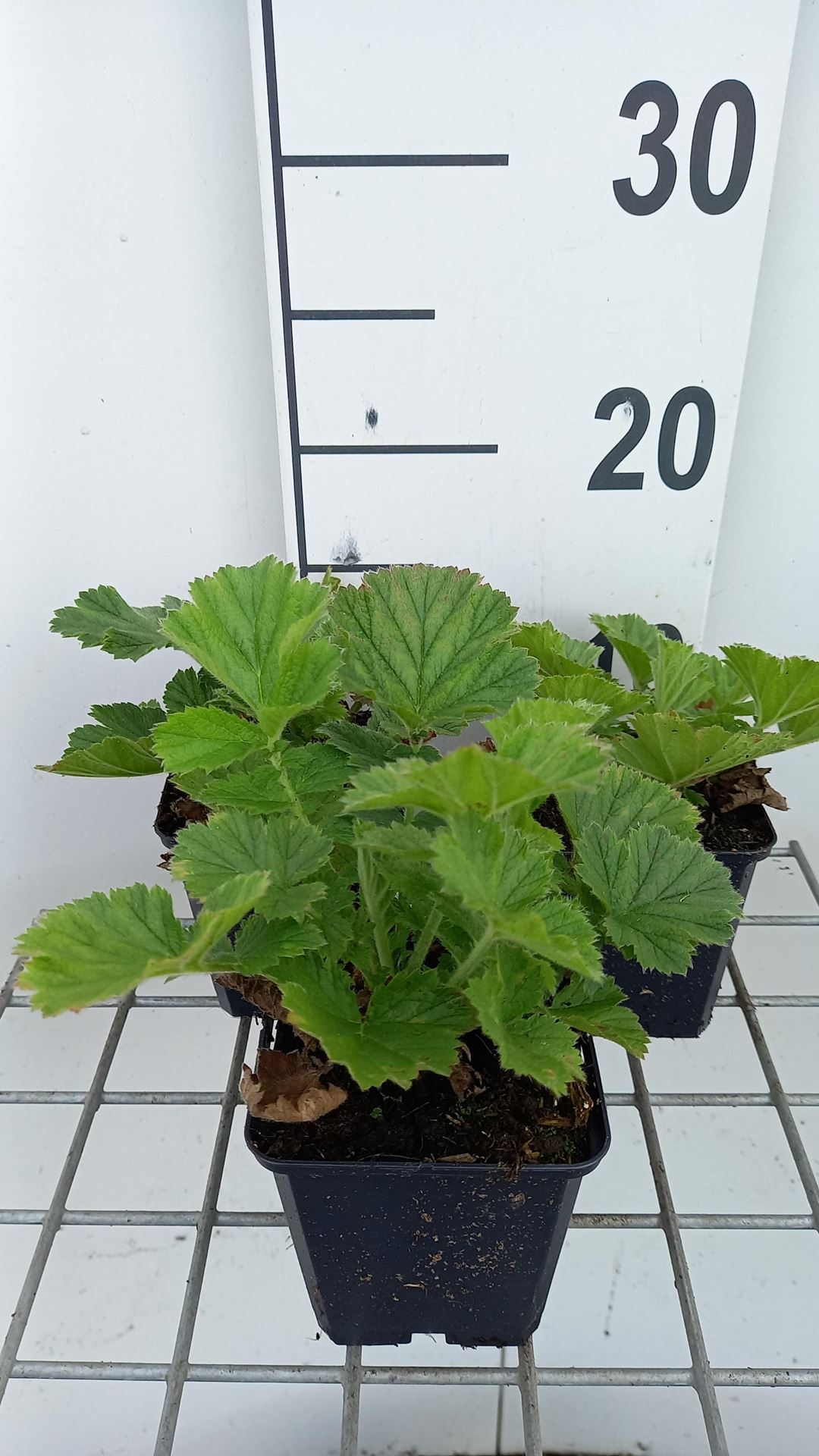 Geum'MACGEU001'- pot 9x9 cm - afbeelding