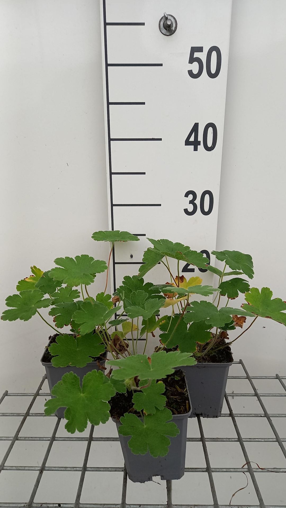 Geranium'Terre Franche'- pot 9x9 cm afbeelding