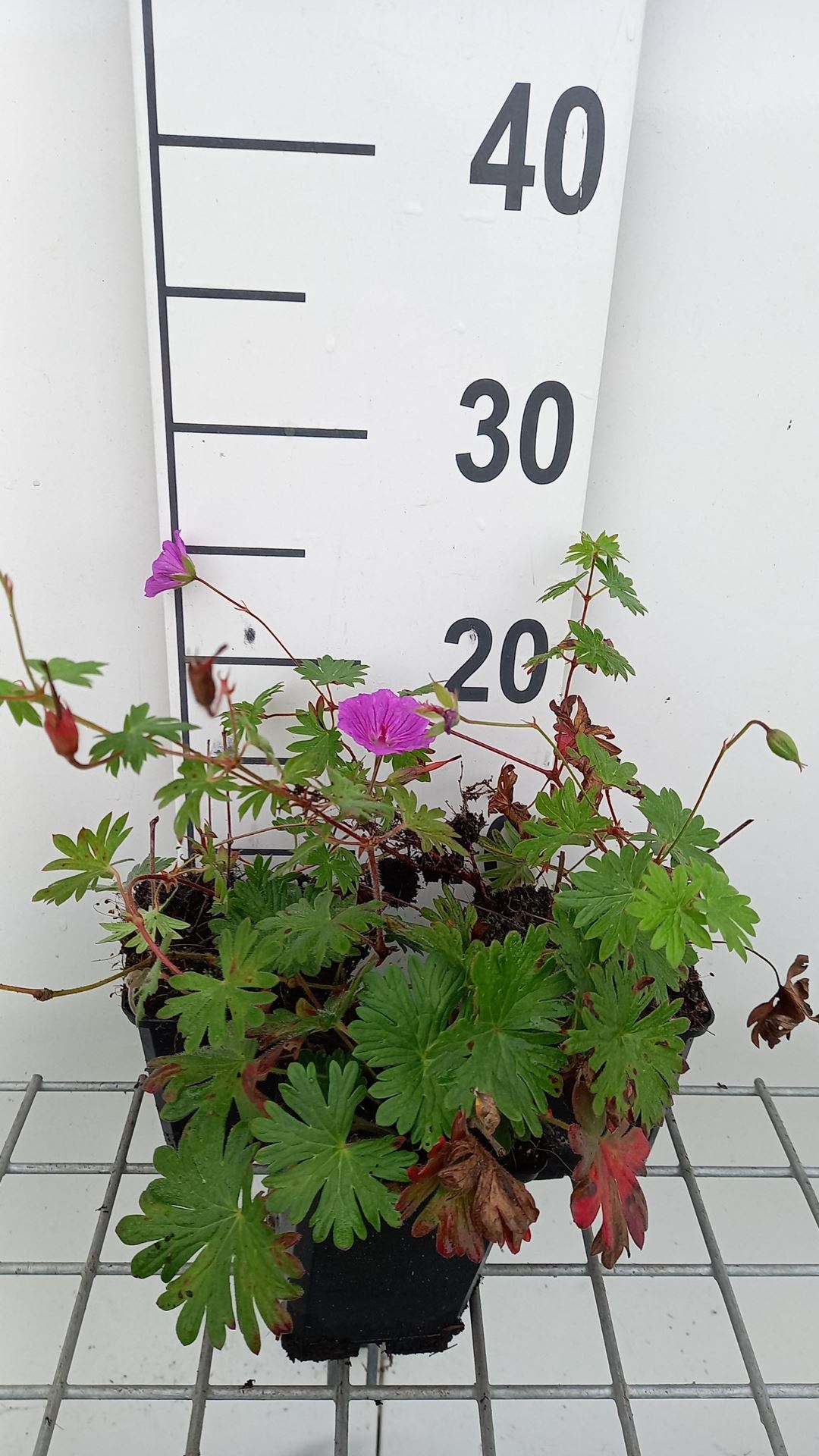 Geranium'Tiny Monster'- pot 9x9 cm - Ooievaarsbek afbeelding